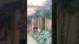 Download lagu Sapi qurban ngamuk #komedi #funny #shorts mp3