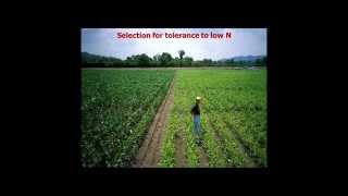 Tactical Maize Agronomy: Exploiting G x E x M