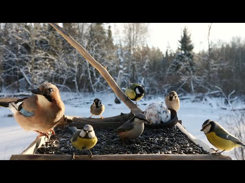 🔴 Forest Bird Feeder | Relaxing Nature Sounds from the Forest [ 2026/1/18 ]