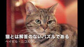 猫に関する名言集 / Cat Quotations