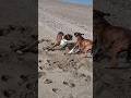 Silly Sandy Puppies ♥️♥️Silly Puppies ♥️ ♥️