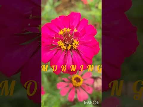 Good morning status/ #reels # viralshort # flowerlovers # good morning