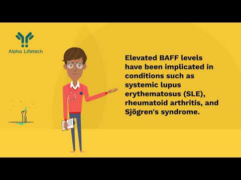 Alpha Lifetech Decodes the TNFSF13B/CD257 Pathway! 🔬💡