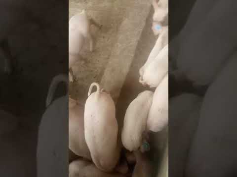 Feeding our pigs to ensure healthy living and growth at FullBasket Farms
