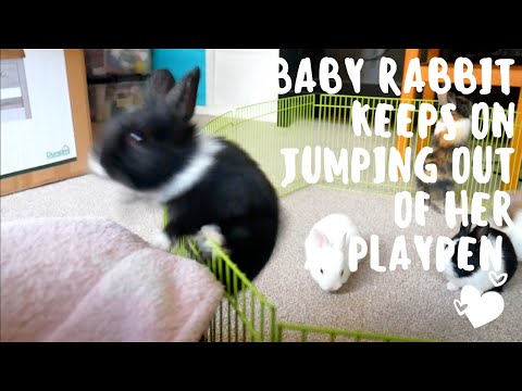YouTube video about: How to stop rabbit from jumping out of pen?