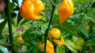 Pepper Plants UPDATE - Hot Pepper Growing 2025 End of Growing Season