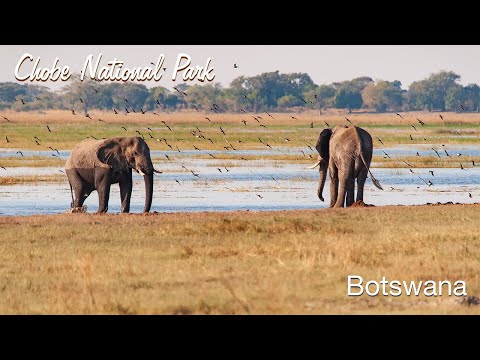Wild Botswana: Epic Safari in Chobe National Park | Elephants, Lions & Untamed Beauty (4K)