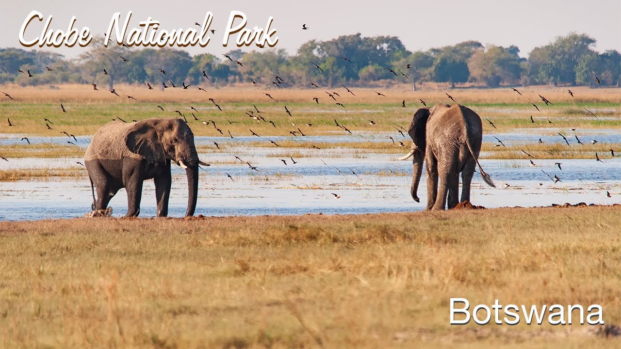 Botswana Chobe National Park wildlife photography video