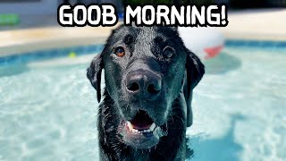 MY LABRADOR'S WEEKEND MORNING ROUTINE!!