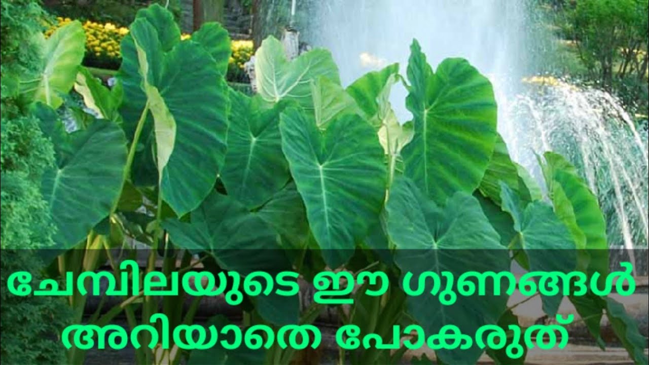 Colocasia benefits in malayalam | fjd entertainment #malayalamhealth