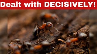 How to Get Rid of Fire Ants in the House In Simple Steps