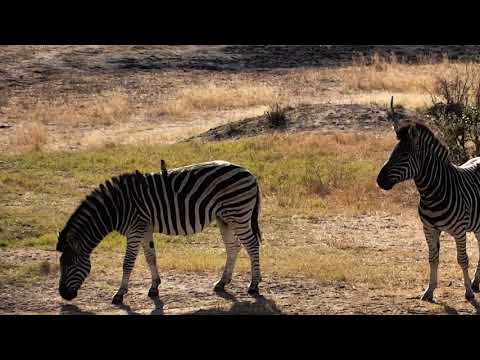 Djuma: Wildebeests join Zebras for a morning drink - 08:21 - 07/30/18