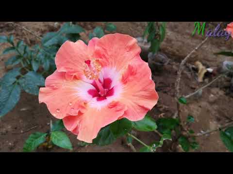 Flowers edited by Medhansh