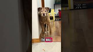 My dog is getting old…but he’s still the boss of the house.#dog#doglover #funnydog#fyp#dogsoftiktok