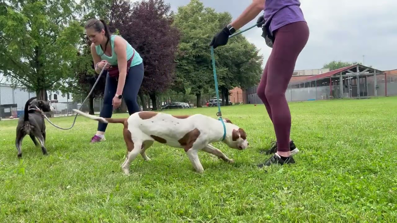 Topsy video preview