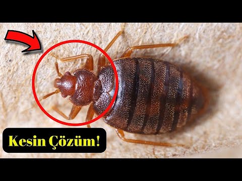 How to Get Rid of Bed Bugs | How to Destroy Bed Bugs?