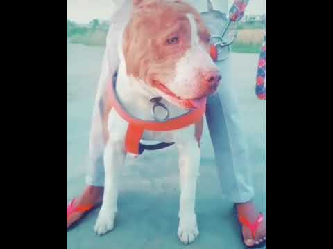 JACK PUTT | ANKLE BREAKER | Pitbull Fighter |  PINDER BULLZ (Firozpur)