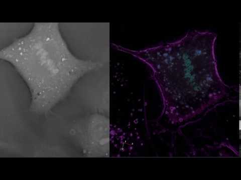 Fibroblastic Reticular Cell FRC Mitosis