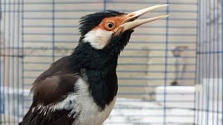 Download lagu Pancingan Jalak Suren Gacor Mompa Full Variasi - Masteran Suara Burung Jalak Gacor Full Isian Mewah mp3