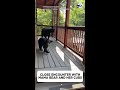 Close Encounter With Mama Bear And Her Cubs