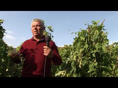 MOJE SELO: Uzgajanje boranije puterice u „soliteru“