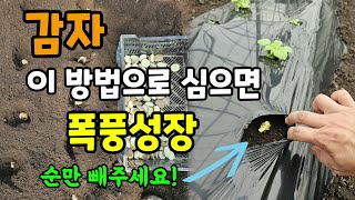 감자 이방법으로 심으면 빨리자라고 순만 빼주시면 됩니다 서리냉해 걱정이 없어요 감자심는시기방법
