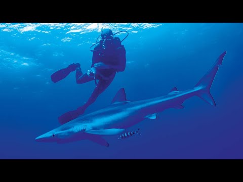 Would You Go Swimming With Sharks? | Shark Divers | Real Wild