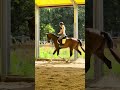 Caballo castrado KWPN Caballo de Deporte Neerlandés En venta 2022 Blanco por Lennox US