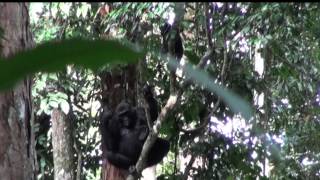 preview picture of video 'Western Lowland Gorillas, Ngaga, Odzala, Congo (Part 1)'