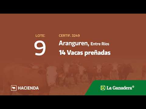 Lote Vacas preñadas en Aranguren