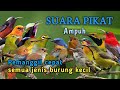 SUARA PIKAT AMPUH SEMUA JENIS BURUNG KECIL