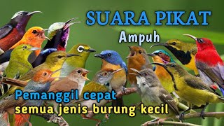 Download lagu SUARA PIKAT AMPUH SEMUA JENIS BURUNG KECIL  mp3