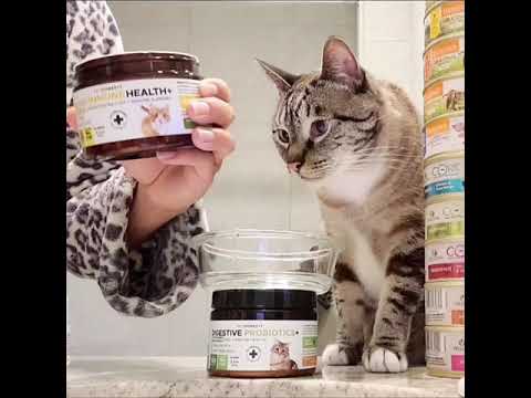 Cat Care 101 how to give liquid pet medicine and nutrition supplements along with wet cat food meals