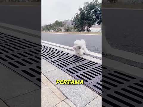 Hari pertama puppy kayak boneka jalan, grogi