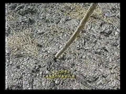 Prekljatstvo Kosceljiska druha casc