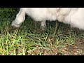 Dog Pee 9 4K