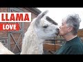Llama Love | Funny Animal Video Compilation