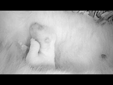 Naissance d'un ourson polaire au zoo de Berlin