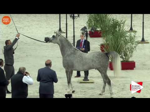 Paris WAHC 2016 - Class CM6 A