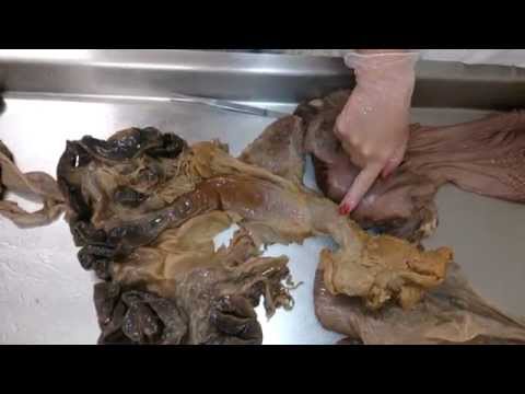 Anatomia Veterinária - Sist. Reprodutor Feminino