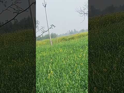 Daya shankar short video🎥 #short