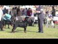 "Pilot" - 2011 AKC #1 Rottweiler 