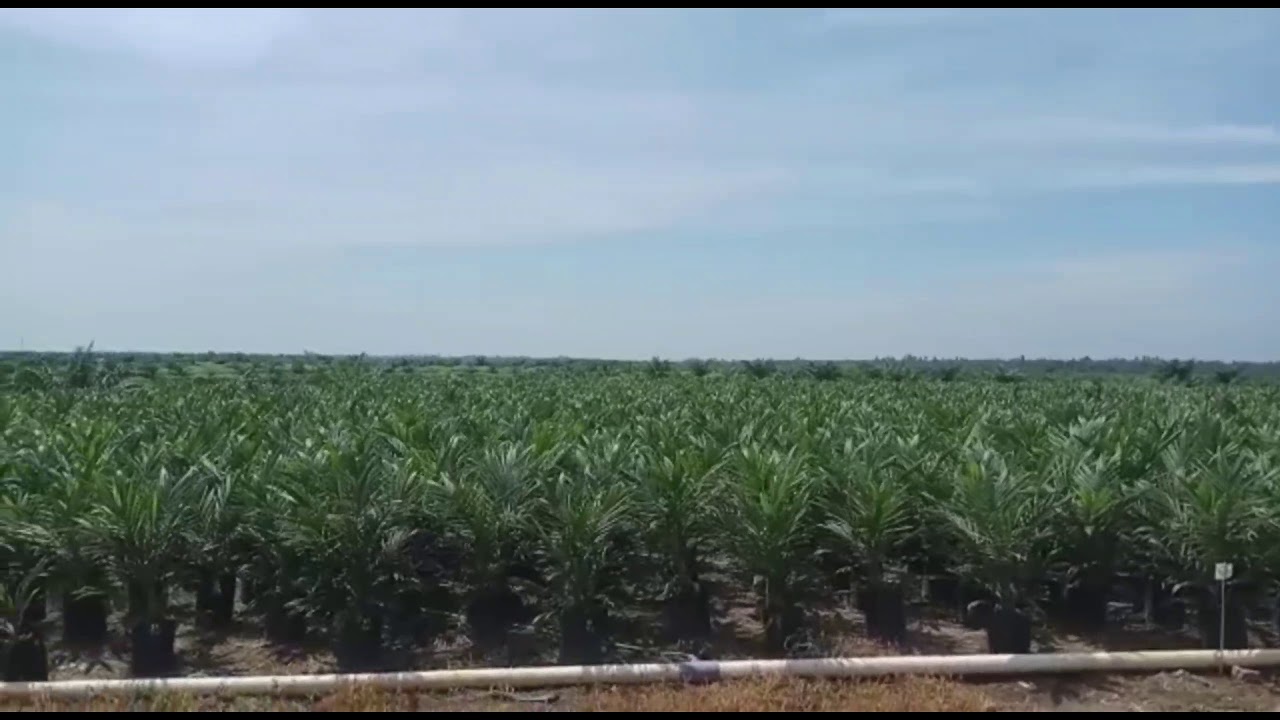 The Oil Palm Nursery in Indonesia