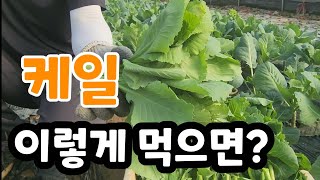 케일 꽃대 보약이 따로 없다! 지금이 제철이다
