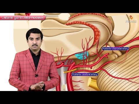 image-What is lateral dorsal nucleus?