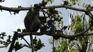 preview picture of video 'Red Colobus Monkeys in Jozani, Zanzibar, Tanzania'