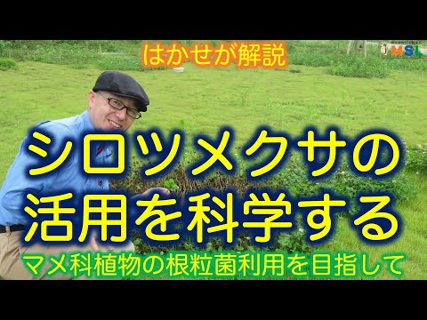 アルプストリフォリウム