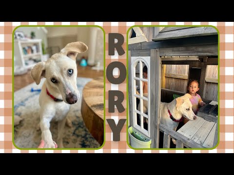 Dog for adoption - Rory Right on Time TV Watching Family Girl, a Husky &amp; Yellow Labrador ...