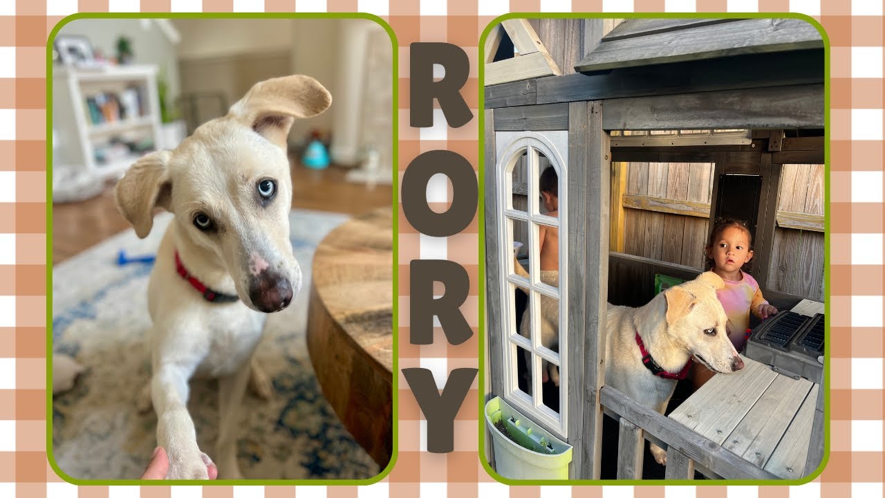 Enlarge Rory right on time tv watching family girl, a Adoptable mixed breed in Friendswood, TX video 6/6
