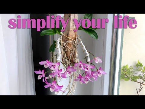 Dendrobium parishii - My Simplified Orchid Care #1 - Back To The Roots!